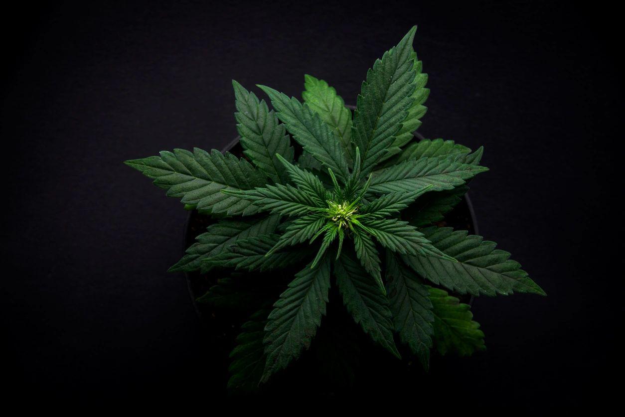 Cannabis leaf representing CBD wellness infusions